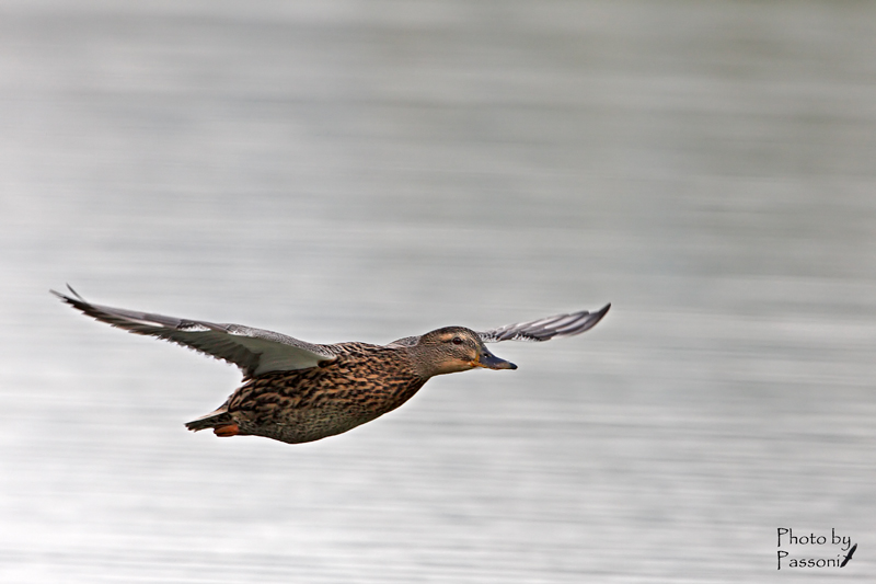 Volo radente!